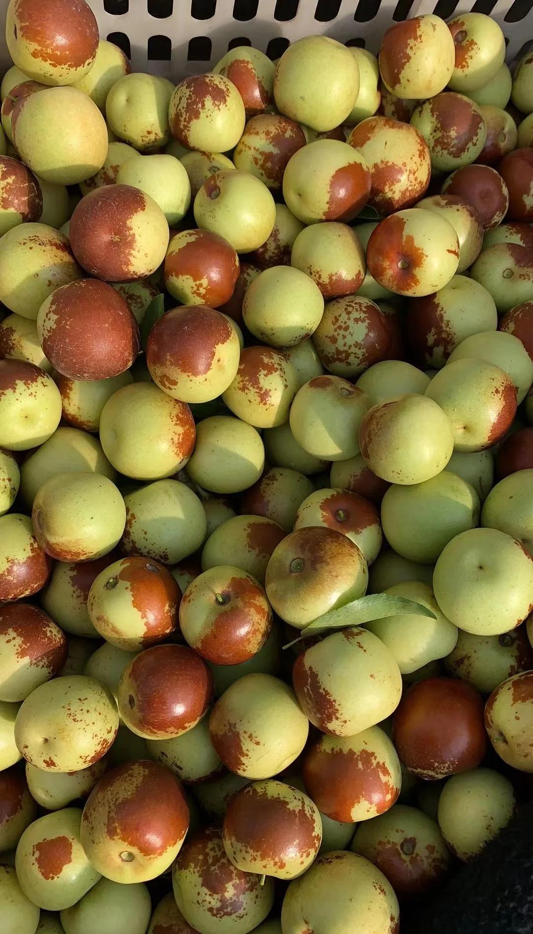 黃驊冬棗鮮到爆！舌尖速遞，領(lǐng)略冰甜脆爽的秋日珍饈